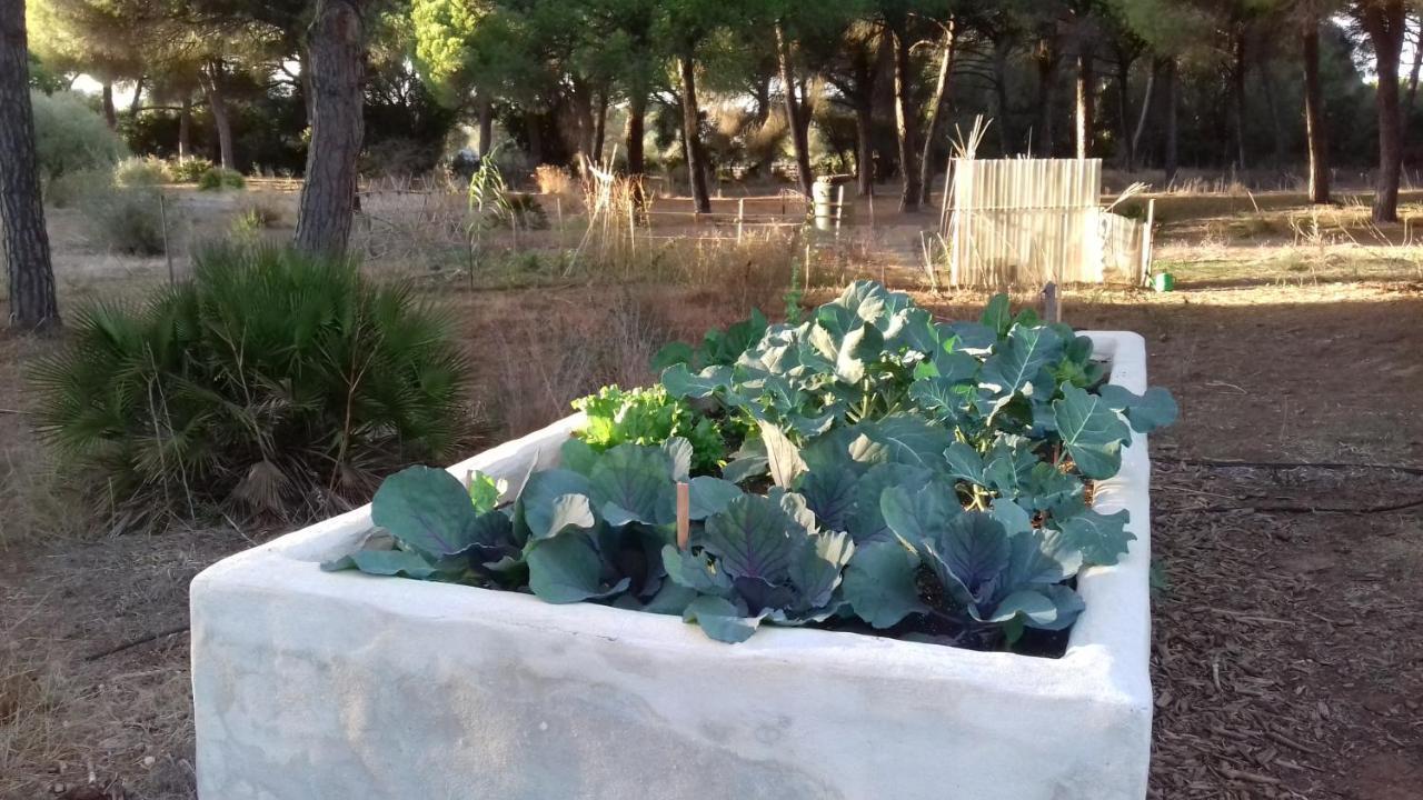 Micielo - Baumhaeuser Lodge Vejer de la Frontera